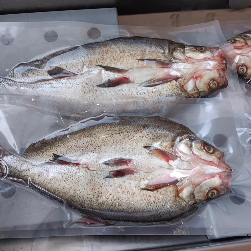 湖北丹江优味鲜生态翘嘴鲌