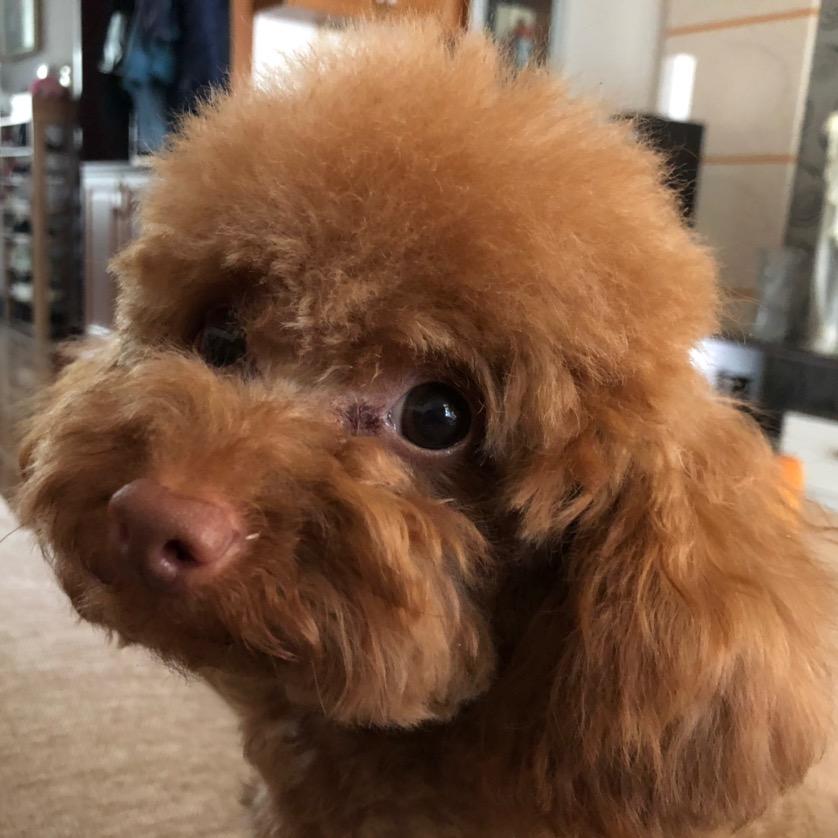 奔跑的五花肉🏃