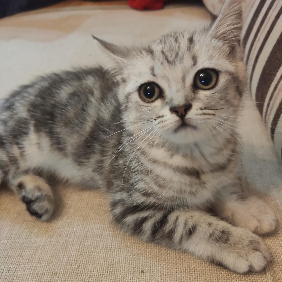 喵了个喵我是猫