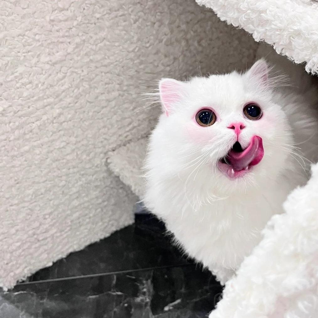 璐子lu