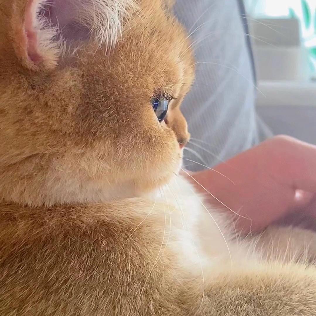 傻猫