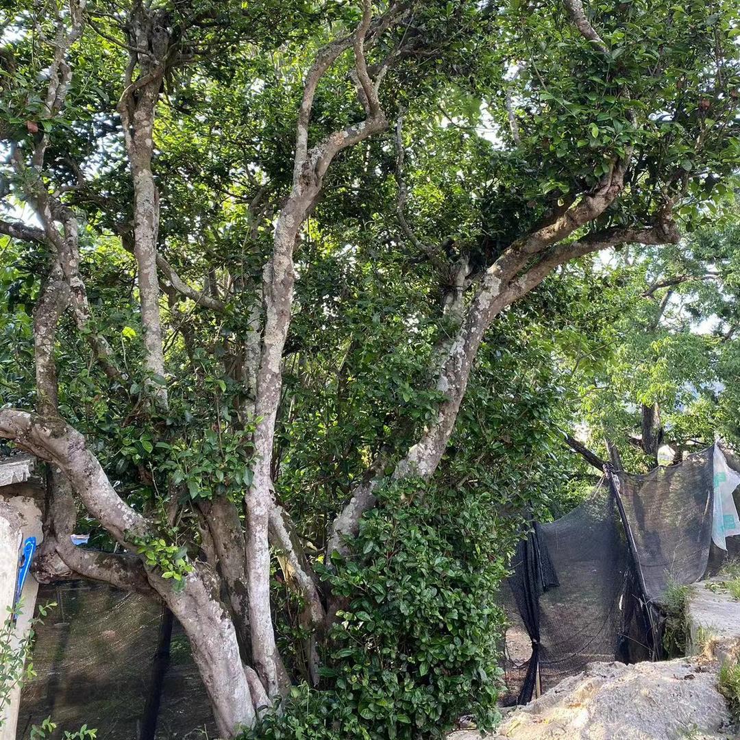 阿干万户行(源头收茶)