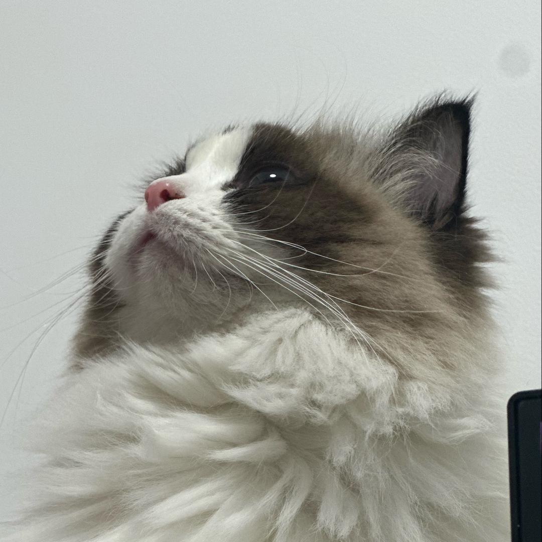 糕糕超会吃