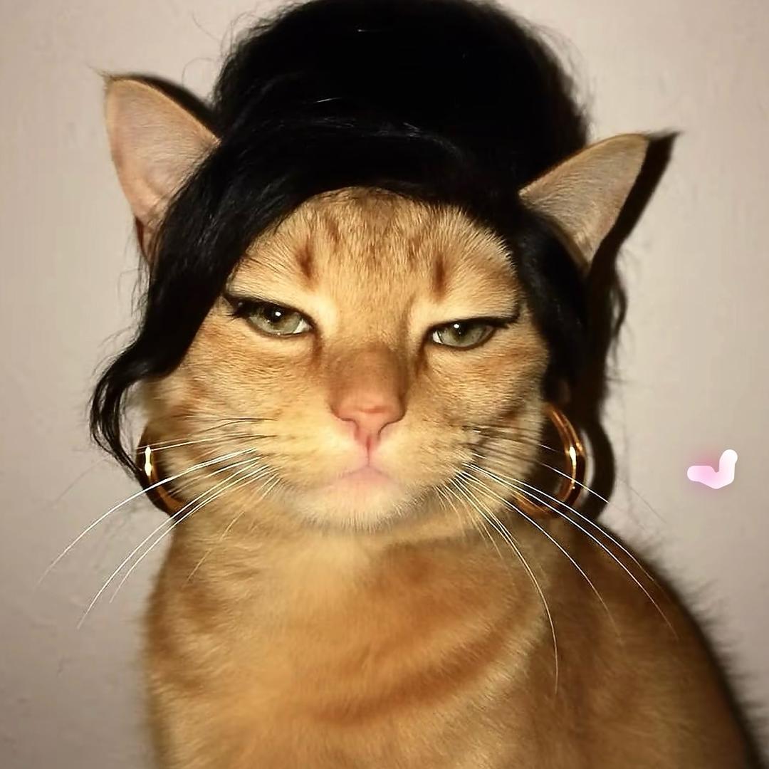 没肚鲨