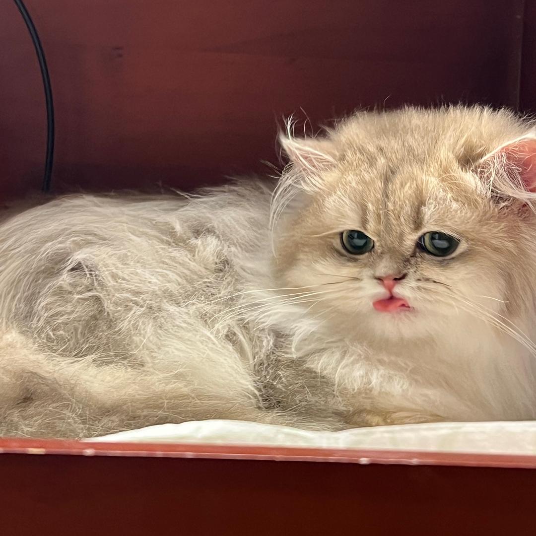 木木的渐层猫舍
