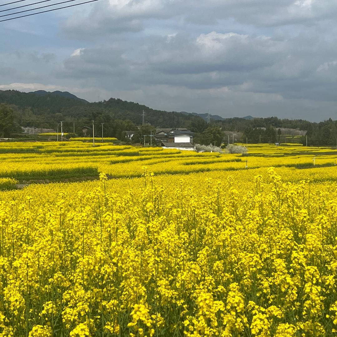 夏天の开心农场