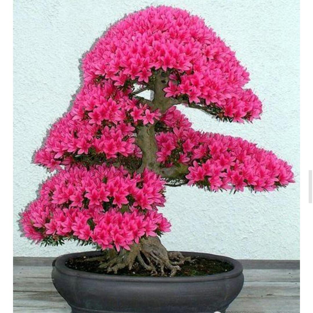 涛涛