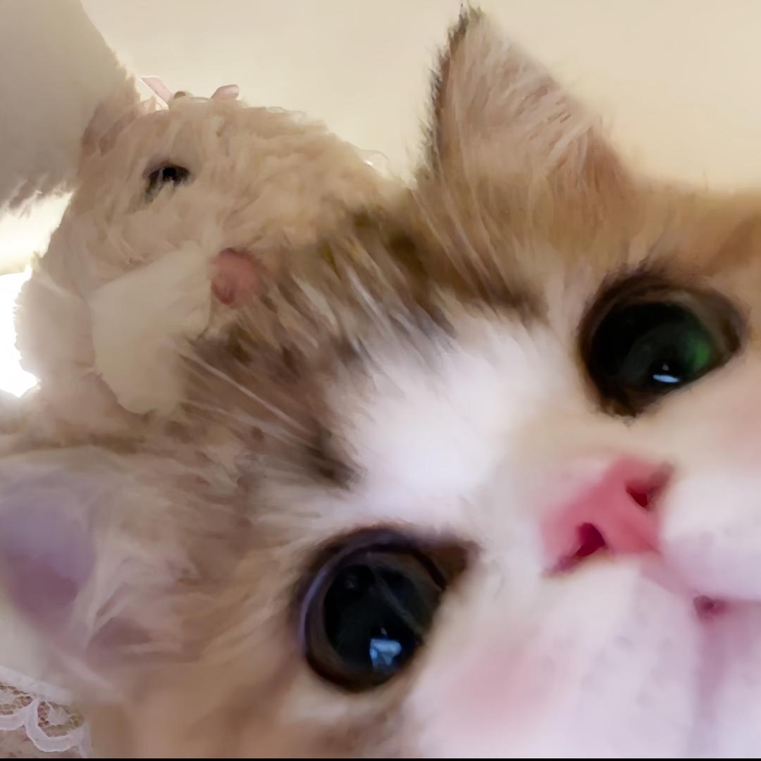 我家猫会后空翻