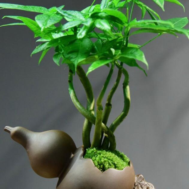 六朝商贸
