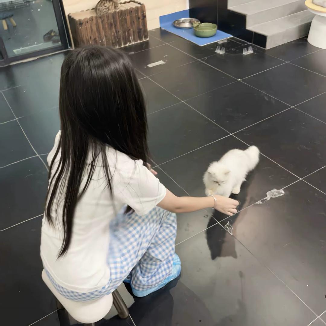 茉莉花