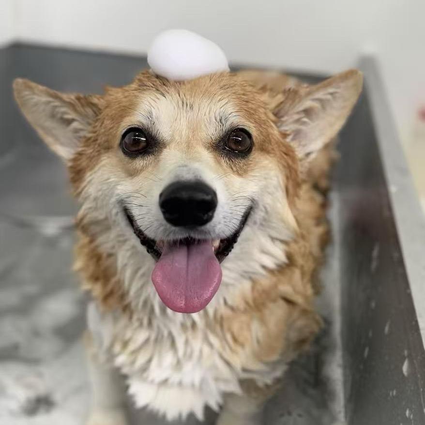 狗的猫腻宠物店（九州奥城店）