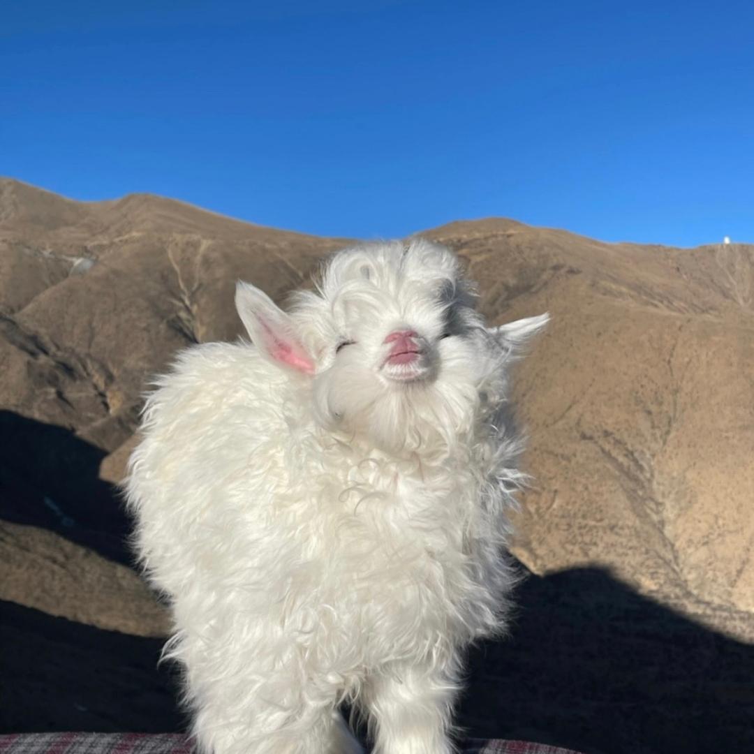 羊羊🐑