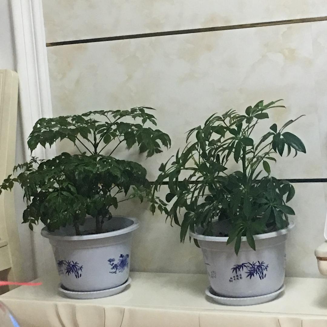 太阳🌞上的鱼