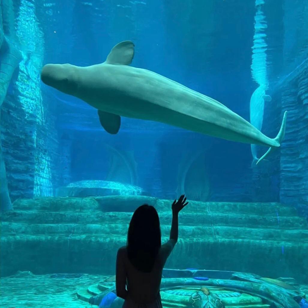 嗨嗨水族馆授权号