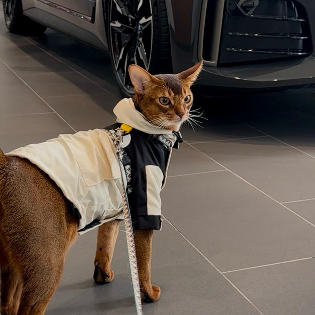 Jerry-Simba历险记