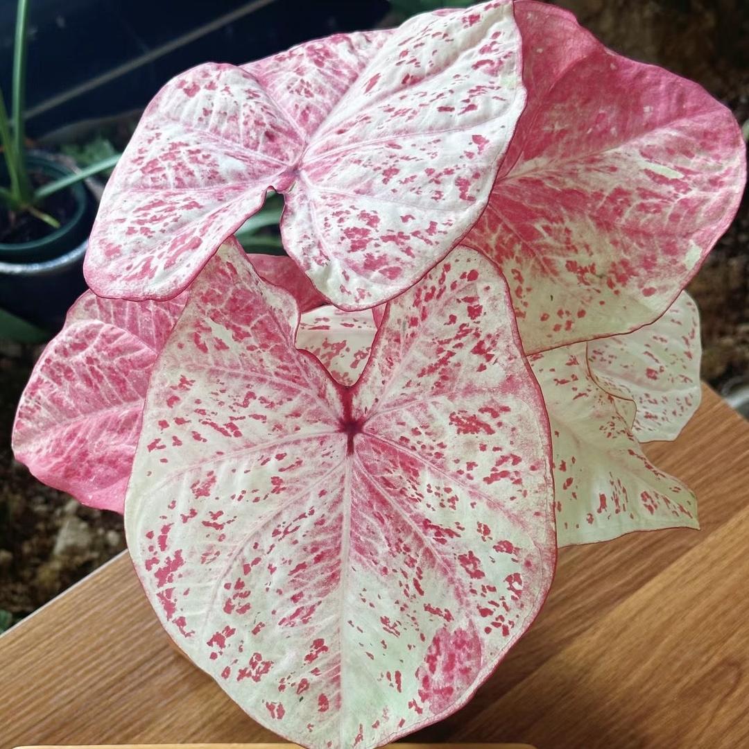 梵森花卉