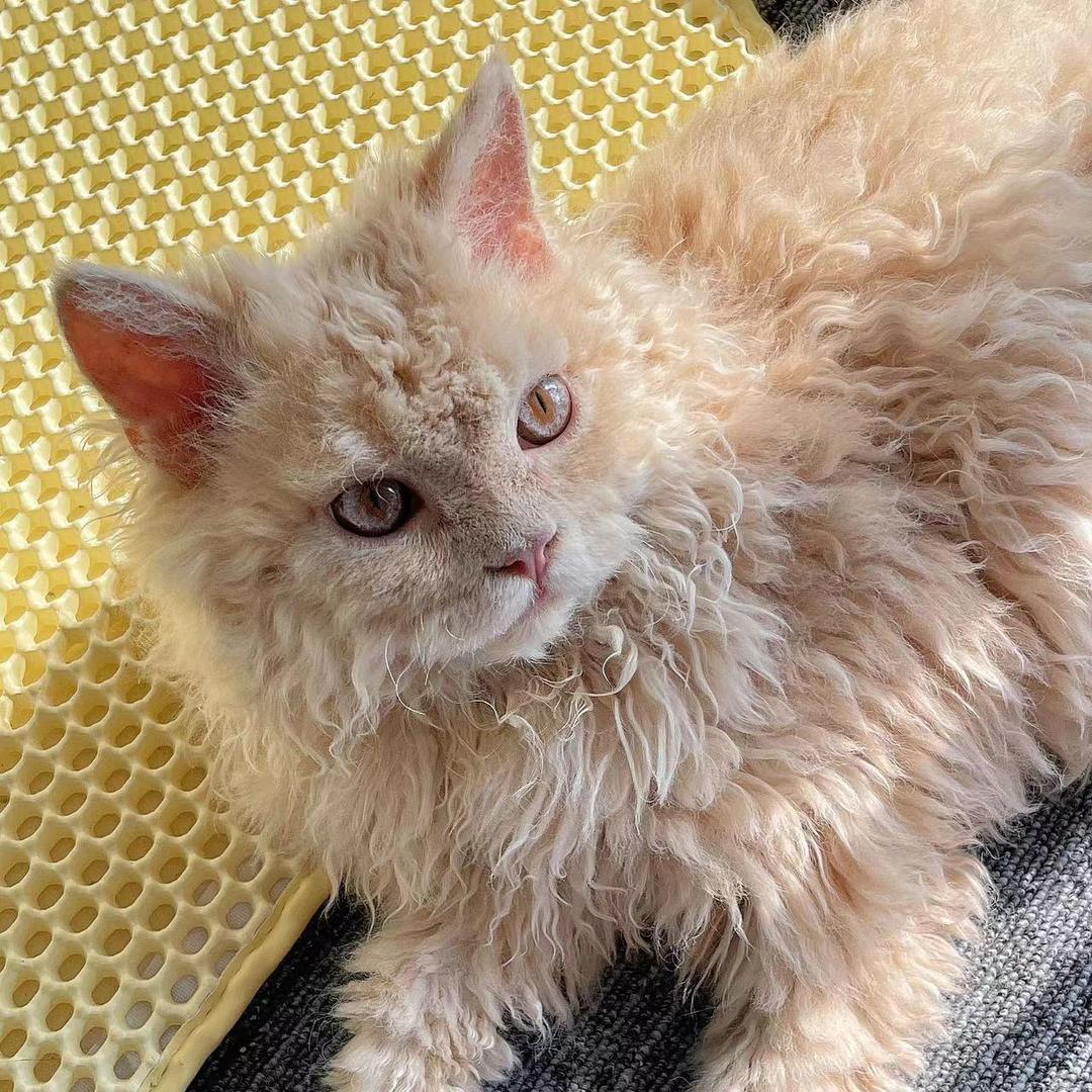 这座山腚最红的那只猴