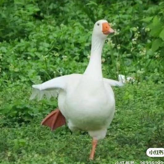 二维码ʕ ᵔᴥᵔ ʔ