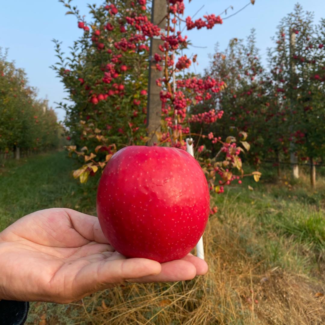 🍎地道果农🍎