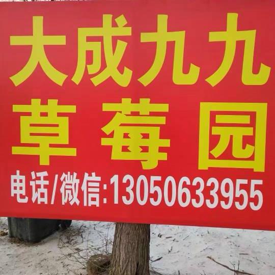 大成九九草莓采摘园