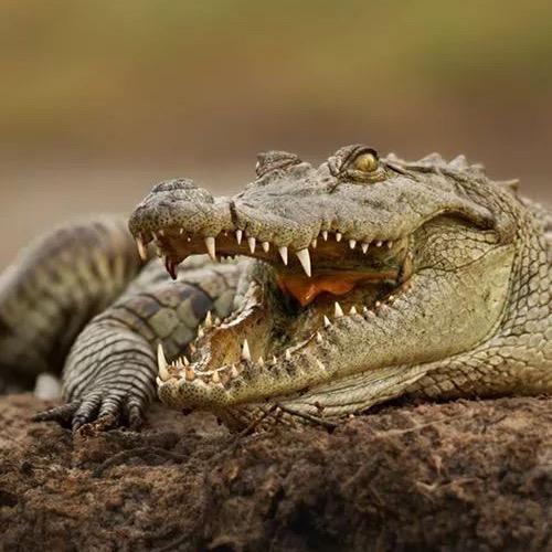 鳄斌皮具工厂店