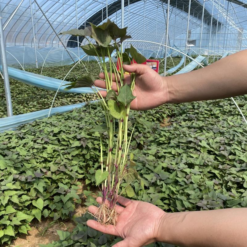 一根红薯