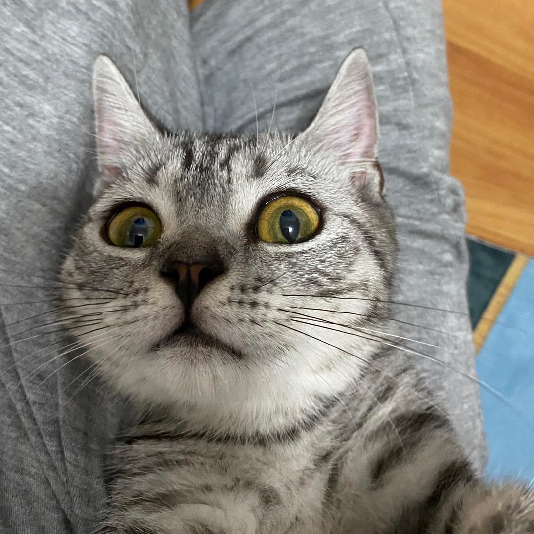 灵犀和波妞和蛋黄和小蘑菇和马路的铲屎官