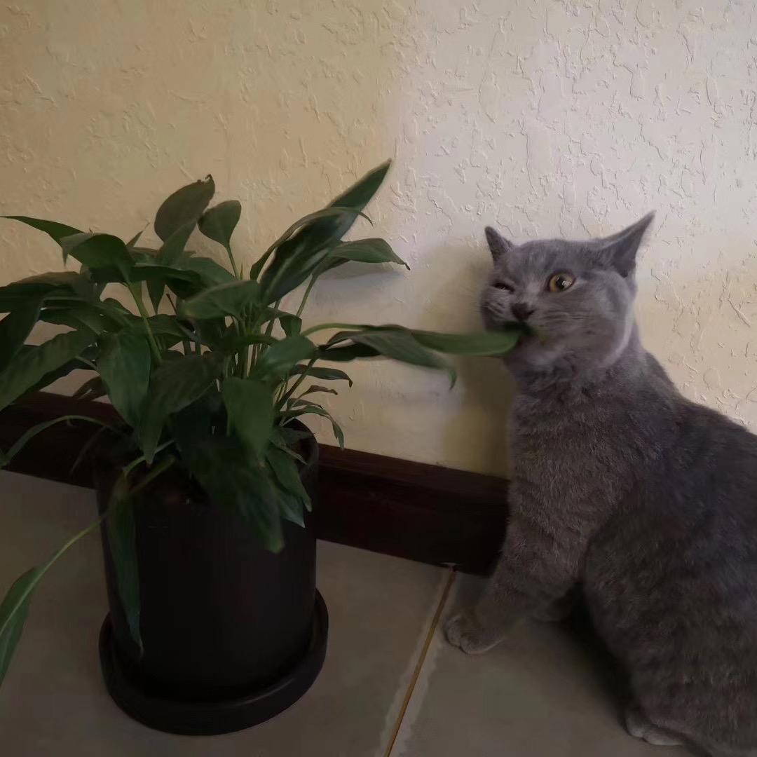 一颗橙