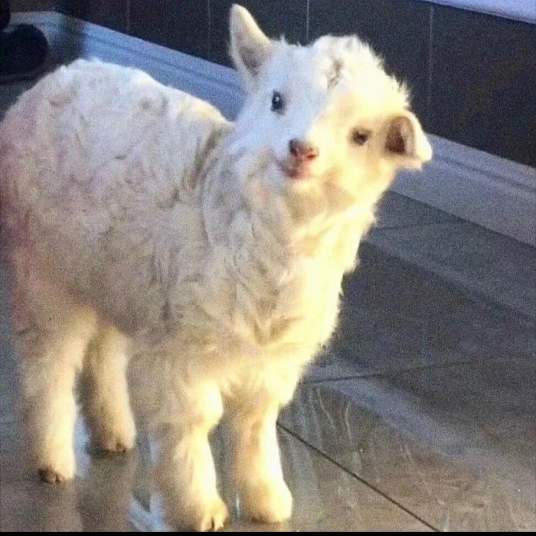 小羊小洋（前男友爱吃烤红薯）