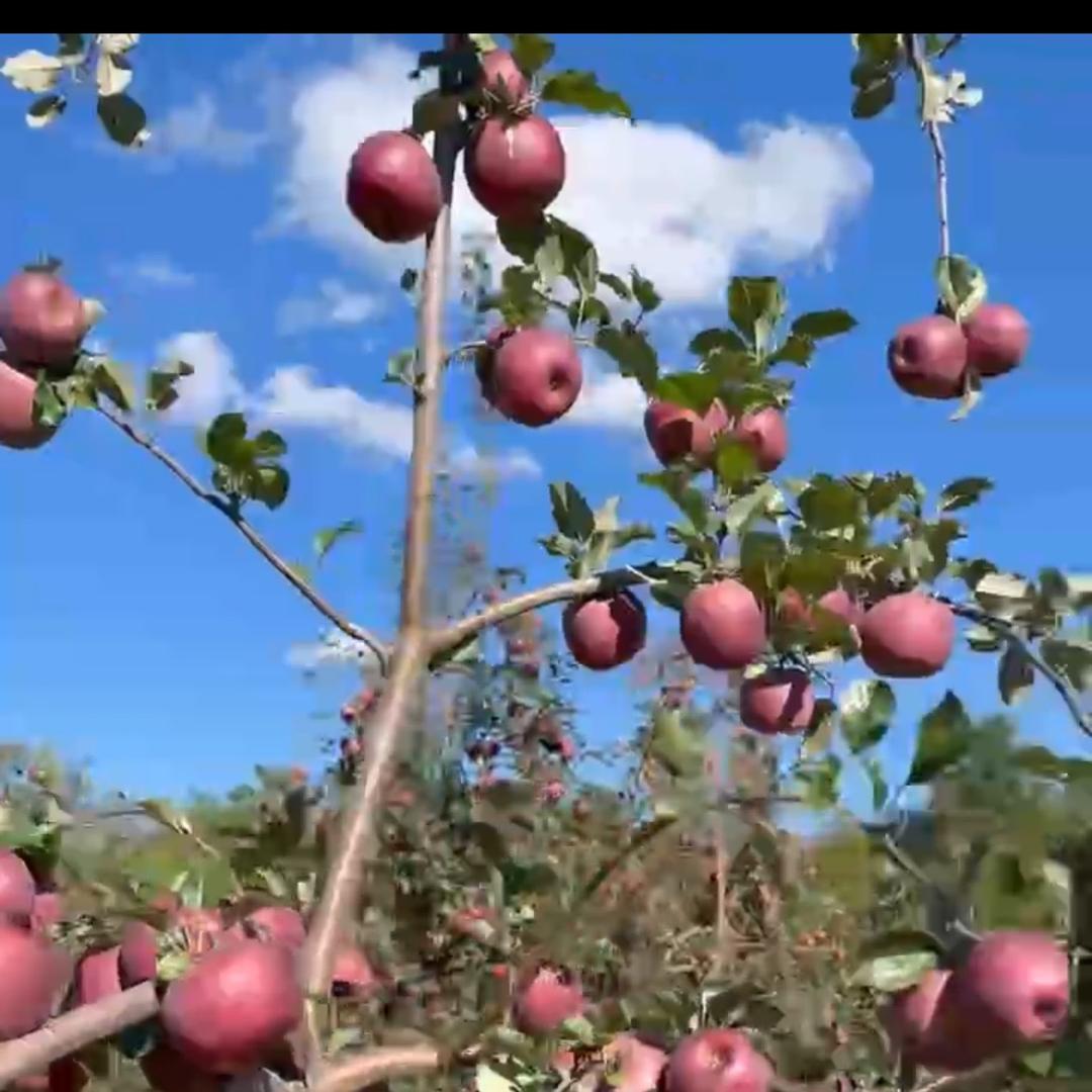 潮州饶平，风和日丽。