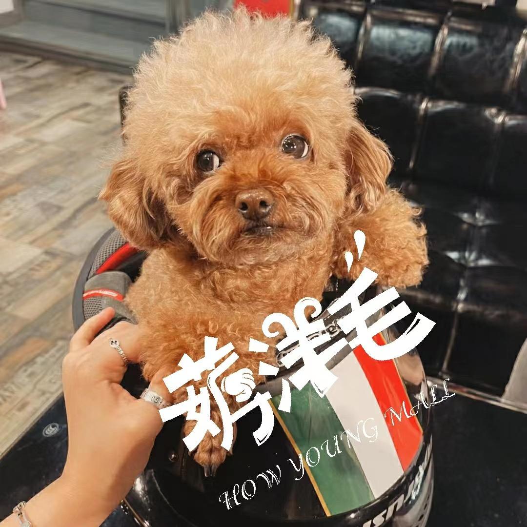 薅洋毛