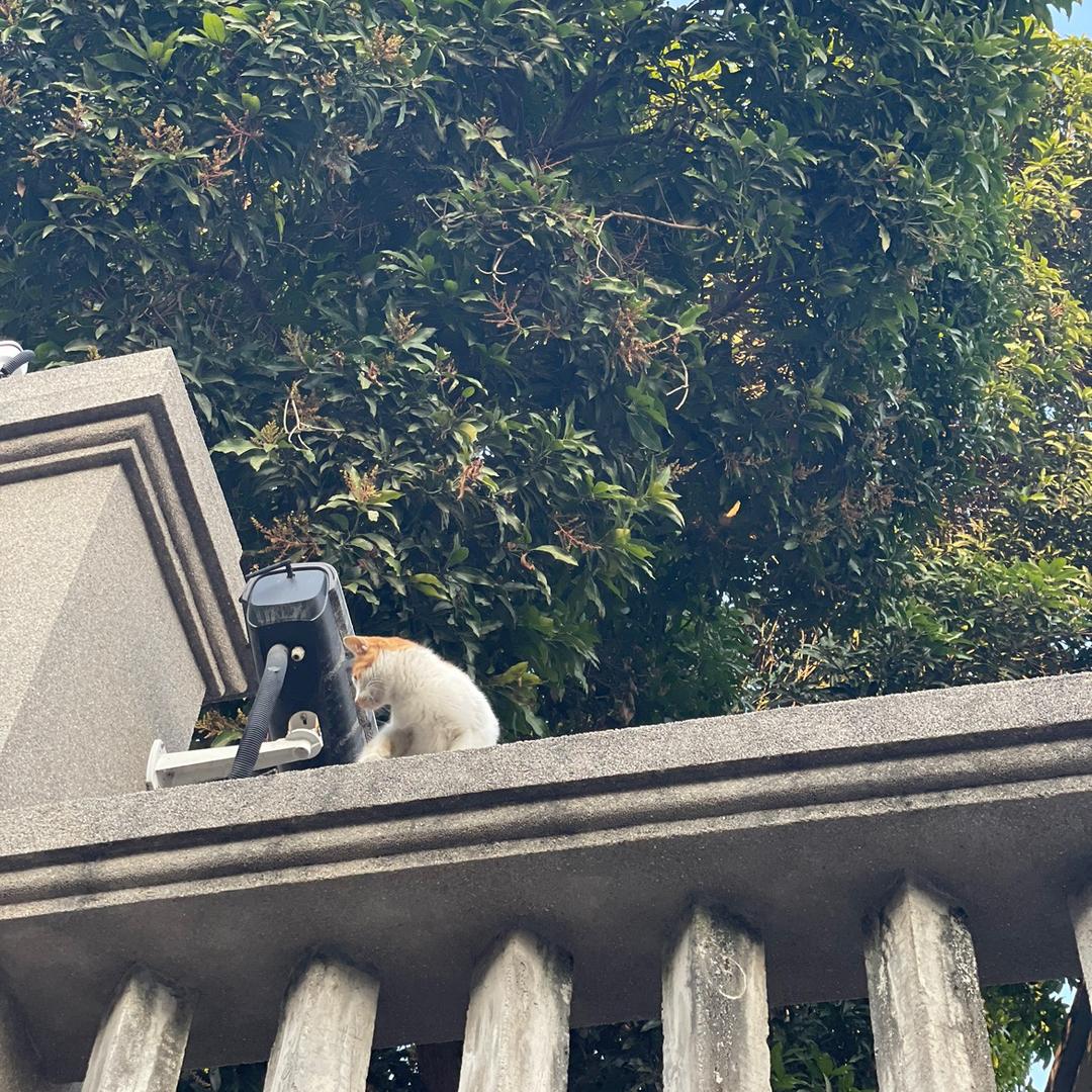 小排头像