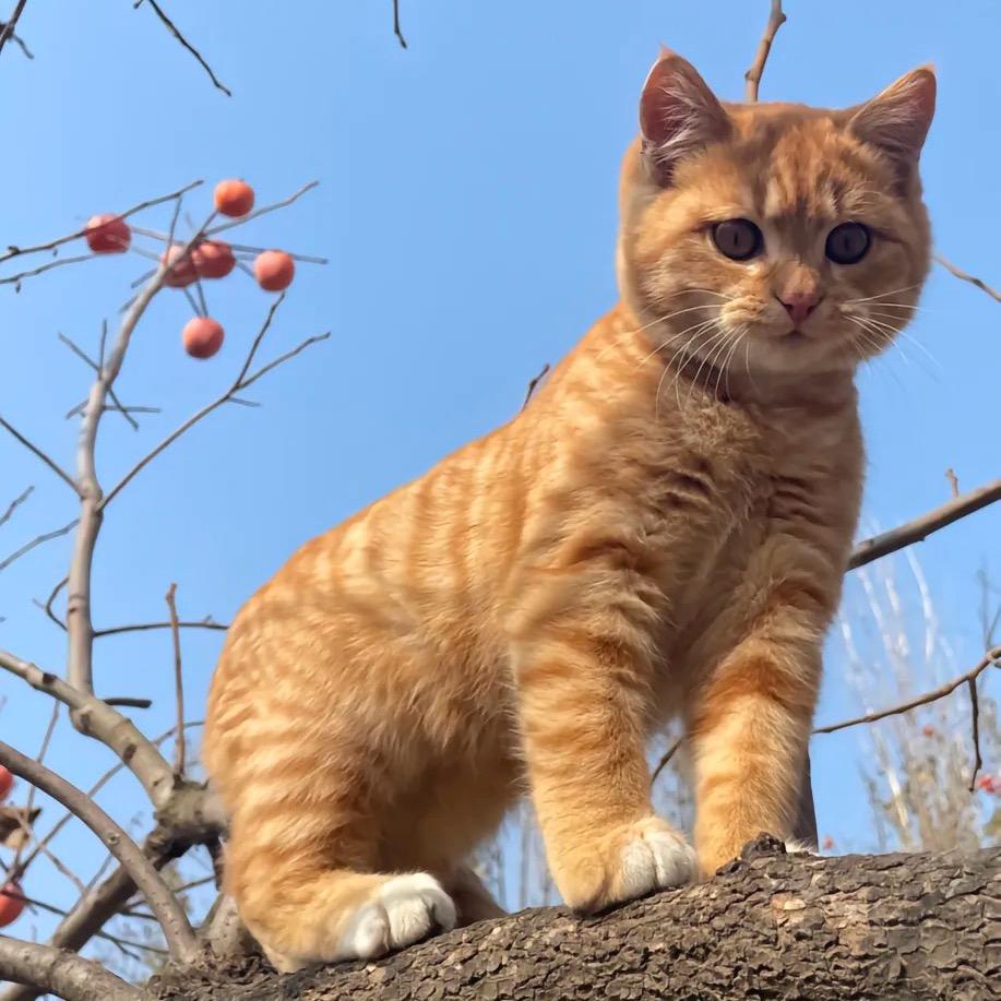 众猫传媒