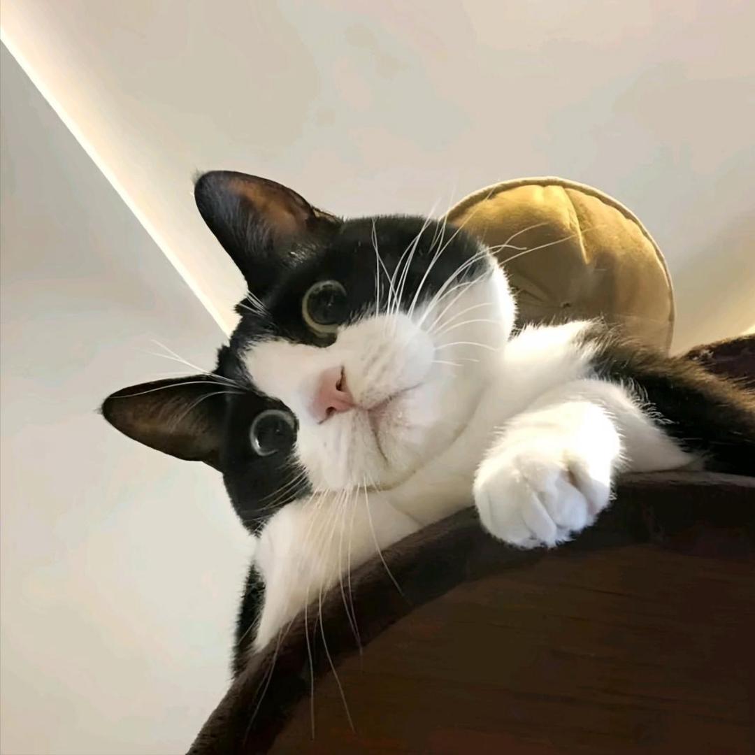 FiFi