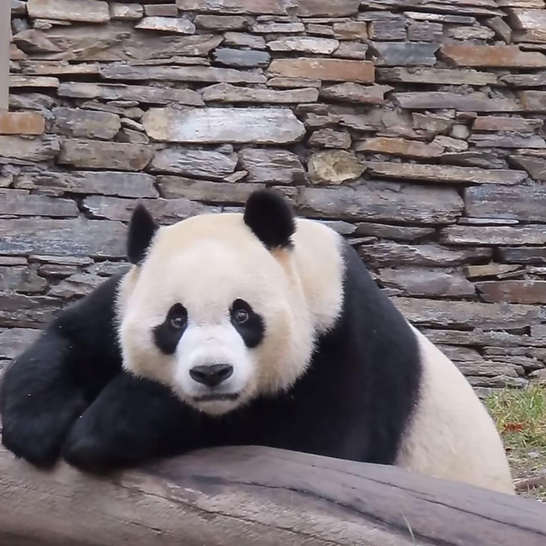 熊猫panda小奇迹