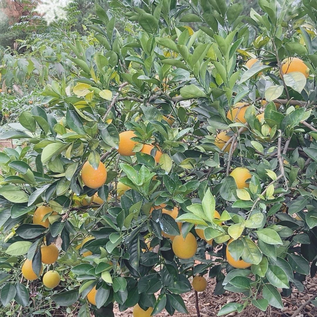 果园里的小阿姐