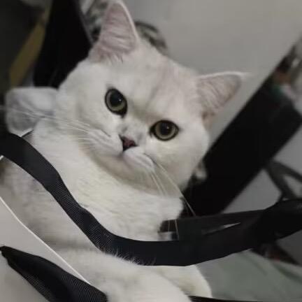 安然快跑（专注三角洲跑刀）