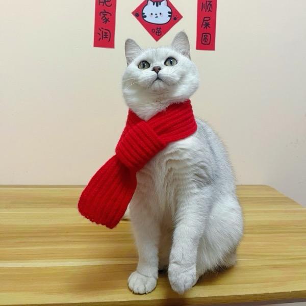 汪喵甄选官