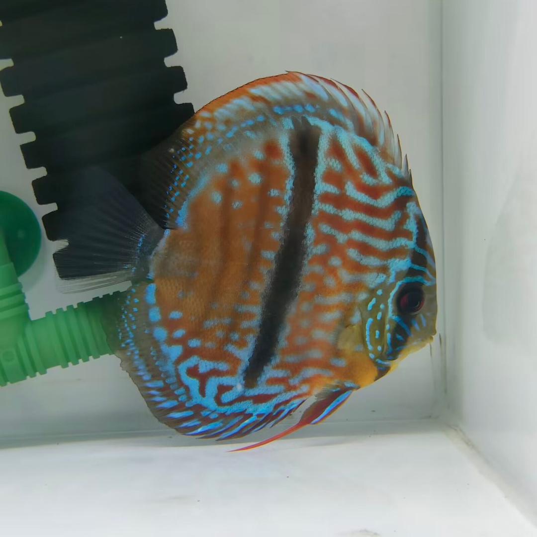 壹心七彩
