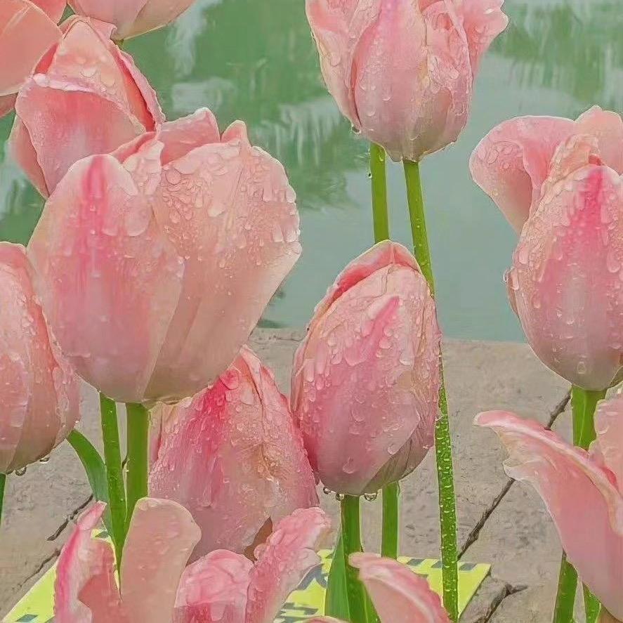 茜草乌梅