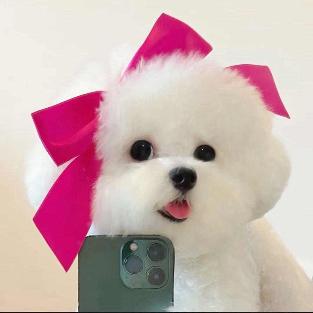 🐶汤圆圆.