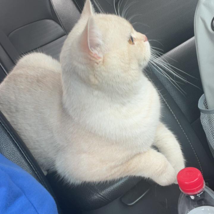 97是只猫