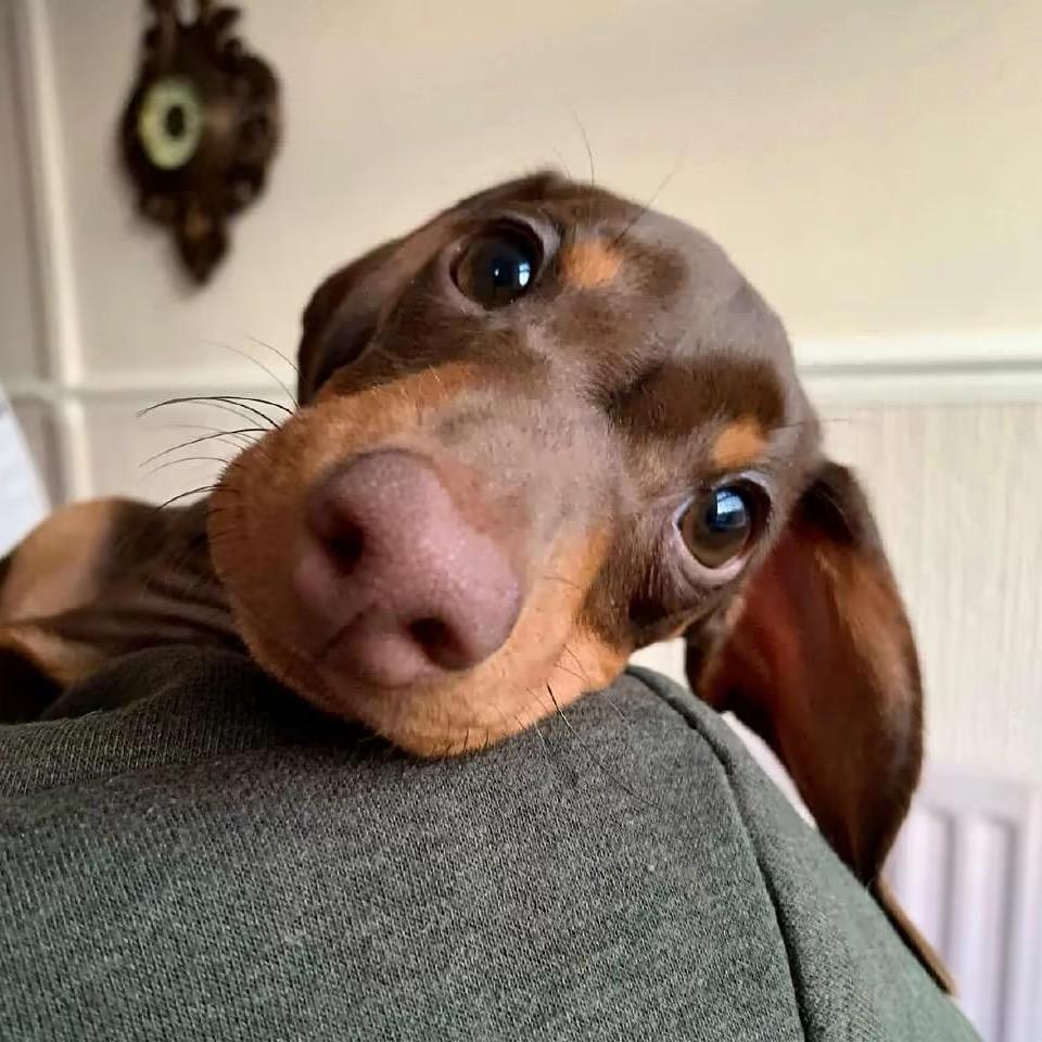 🐽