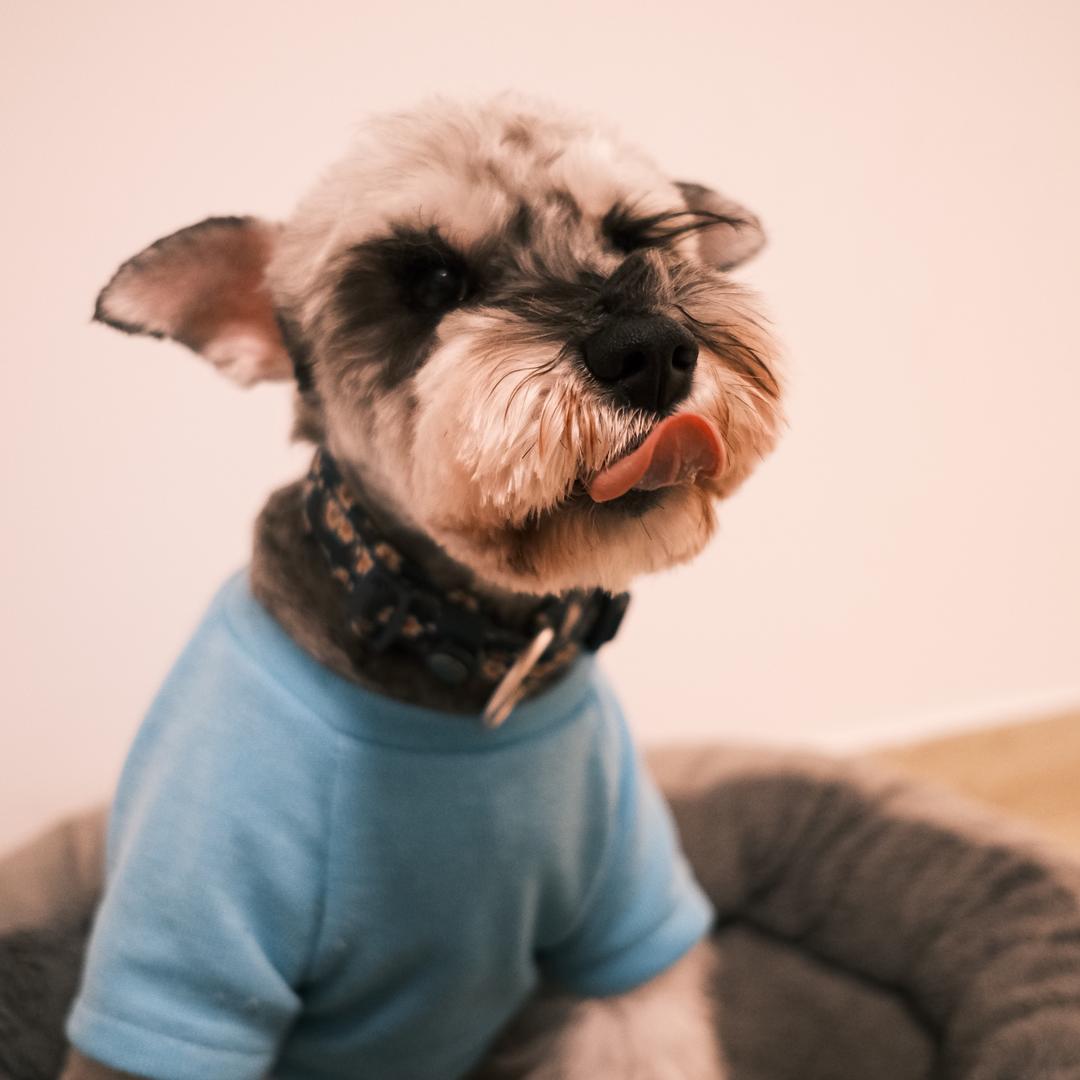 小七是小犟种