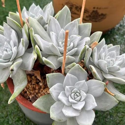 原创仙女杯园艺