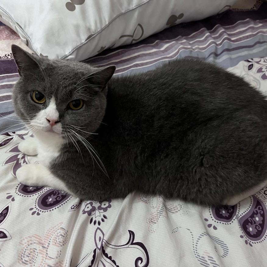 吃番茄长大的西红柿🍅