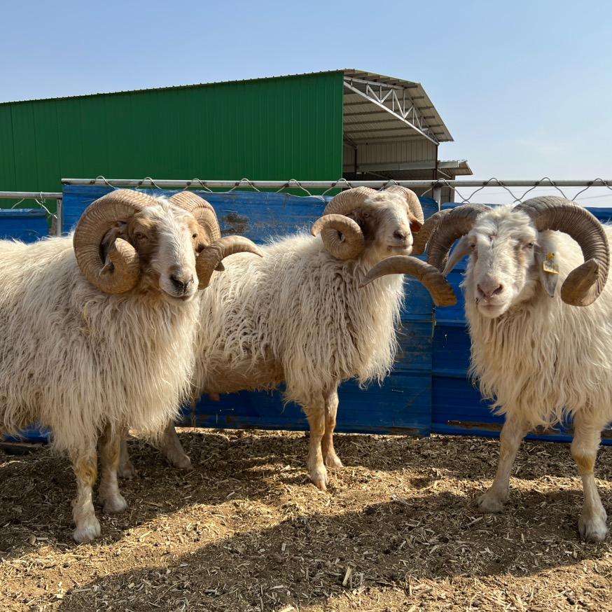 碰碰羊宁夏盐池羊肉（宁夏滩羊康虹路店）
