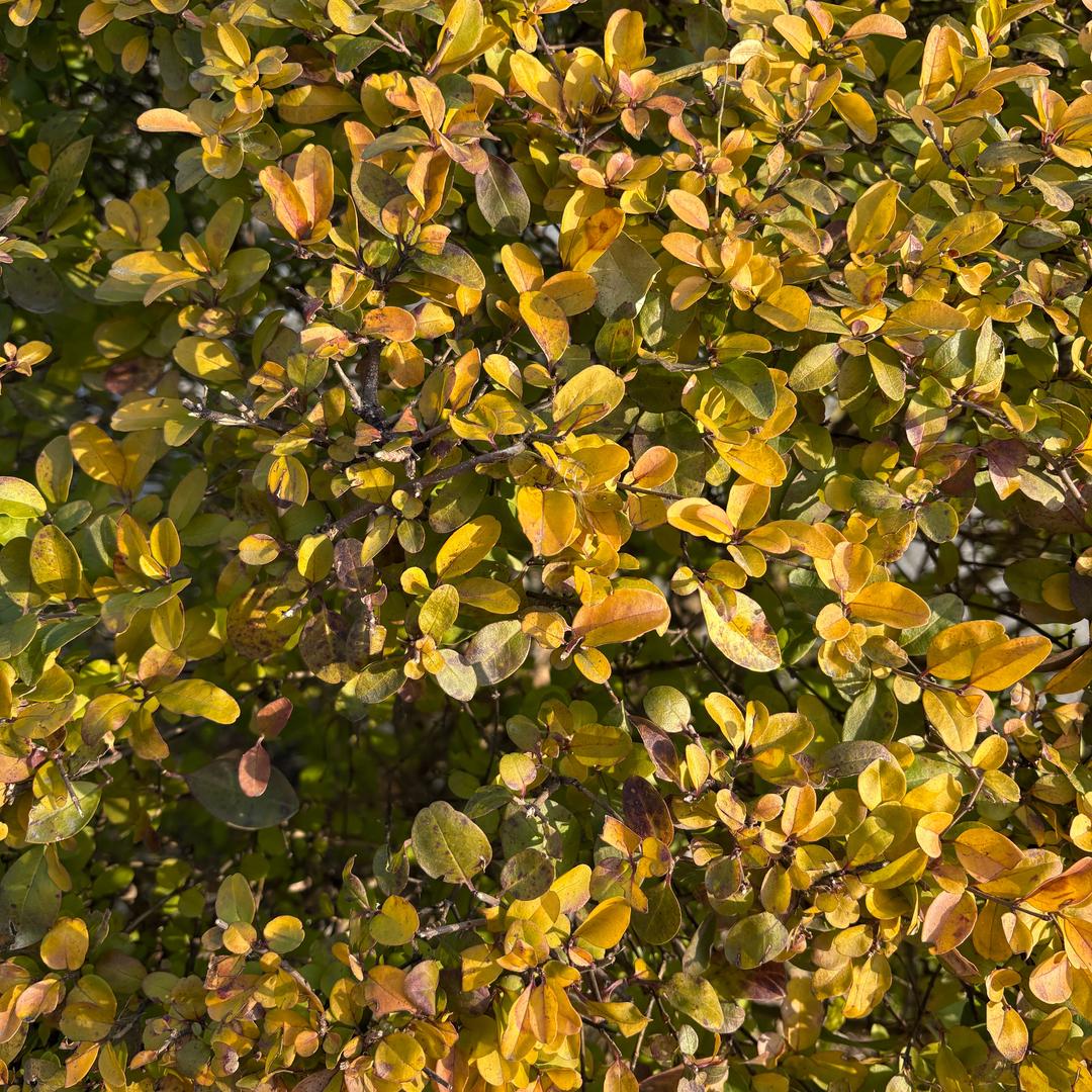 董一诺成长记录