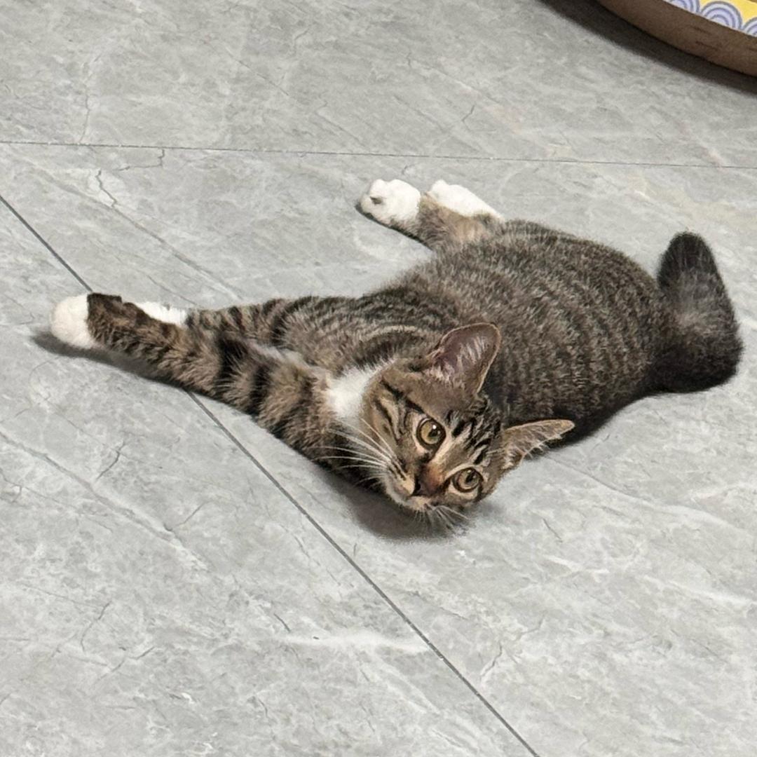 我的猫猫叫可乐