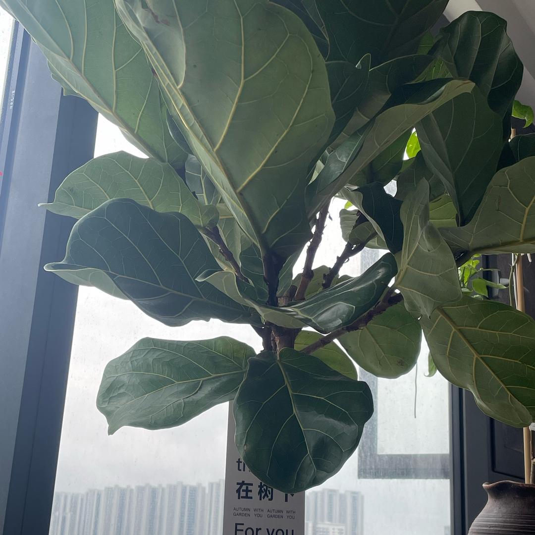 天涯